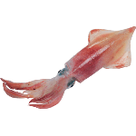 Кальмар